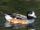 Chiloe Wigeon (WWT Slimbridge September 2013) - pic by Nigel Key